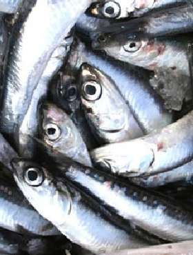 Anchoveta