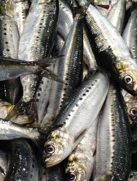 Sardina Entera